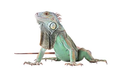 Green Iguana For Sale, Green Iguana For Sale Near Me, Green Iguana For Sale Cheap, Green Iguana For Sale Canada, Green Iguana For Sale Uk, Green Iguana For Sale Europe, Green Iguana For Sale Usa, Baby Green Iguana For Sale